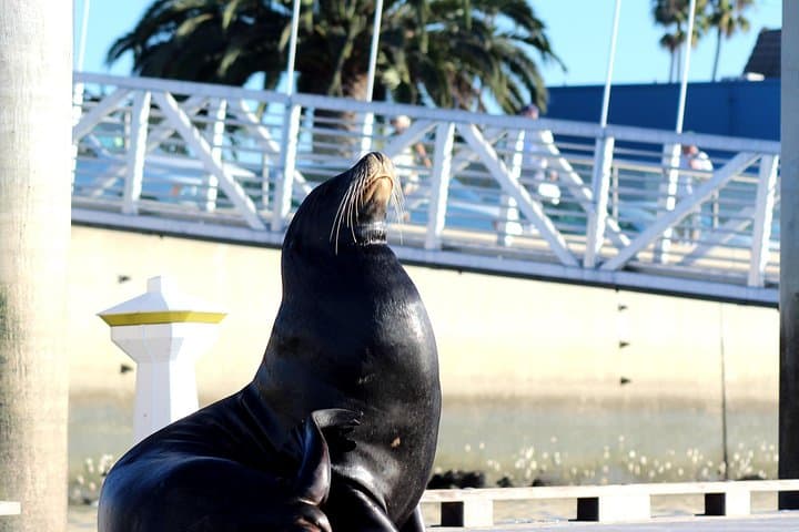 Marina del Rey Sea Lion Kayak & SUP Tour — 2-Hour Guided Paddle photo 6