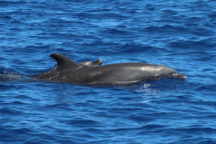 Explore Kealakekua Bay: Kona Zodiac Snorkeling Adventure to Hawaii’s Marine Sanctuary photo 6