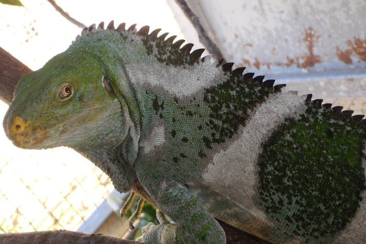 Behind the Scenes at Kula Wild Adventure Park: Guided Conservation Tour in Fiji photo 3