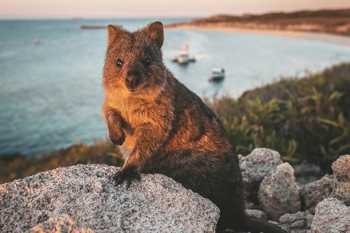 Rottnest Express: Full-Day Roundtrip Ferry from Hillarys Boat Harbour photo 6