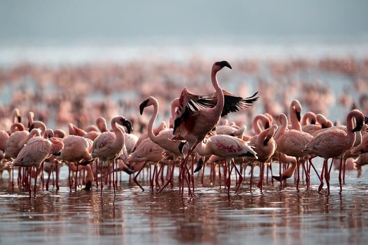 8-Day Serengeti, Ngorongoro & Empakaai Crater Safari — Lake Natron & Maasai Cultural Trek photo 2
