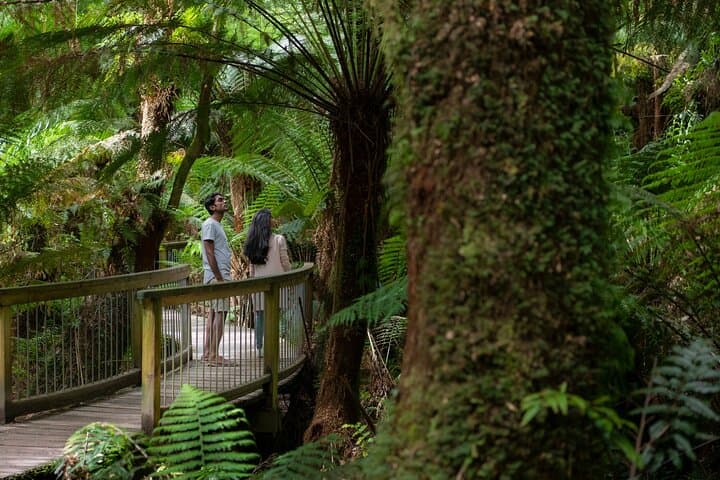 Great Ocean Road & Grampians 3-Day Tour from Melbourne — Coastal Drives, Rainforest Walks & Hikes