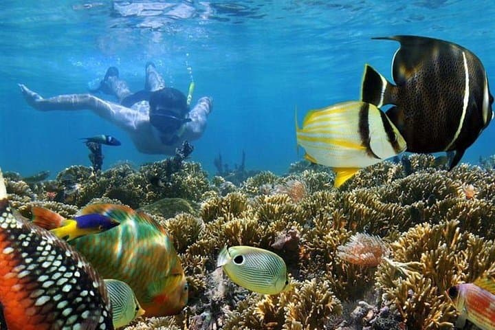 Dhow Cruise to Mnemba Island: Full-Day Snorkeling & Dolphin Watching from Nungwi photo 6