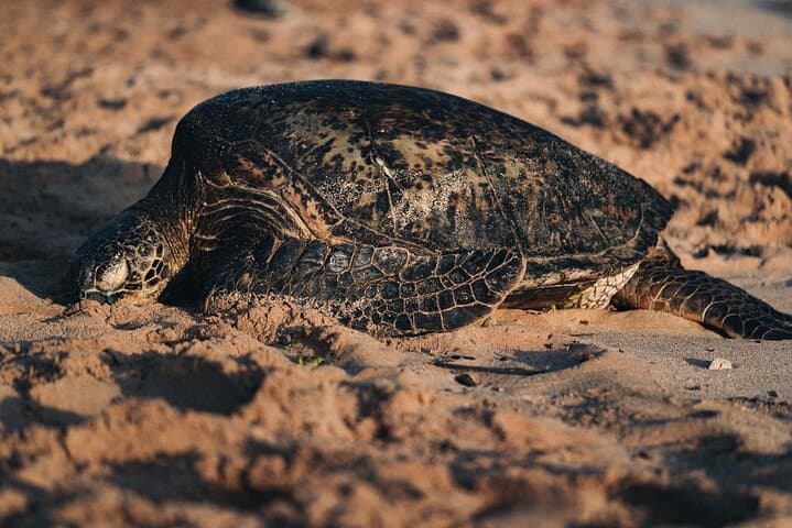 North Shore Oahu Private Full-Day Tour: Surf Beaches, Sea Turtles & Coastal Views photo 2