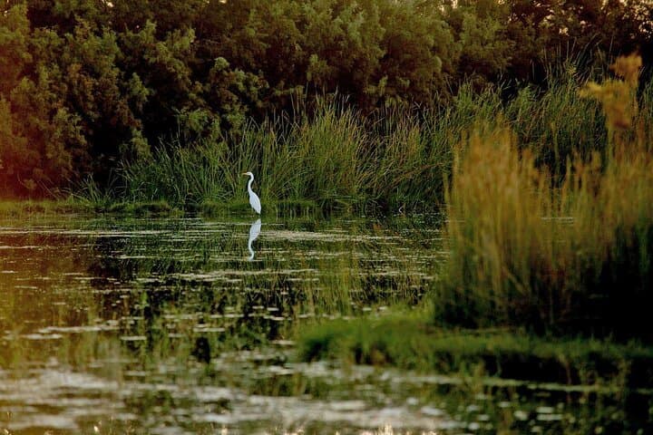 Shaumari Reserve and Azraq Wetland: Private Full-Day Wildlife Tour from Amman photo 4