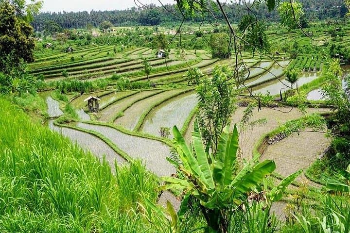 48-Hour Bali Highlights: Tanah Lot, Ubud & Mount Batur in Two Days photo 6