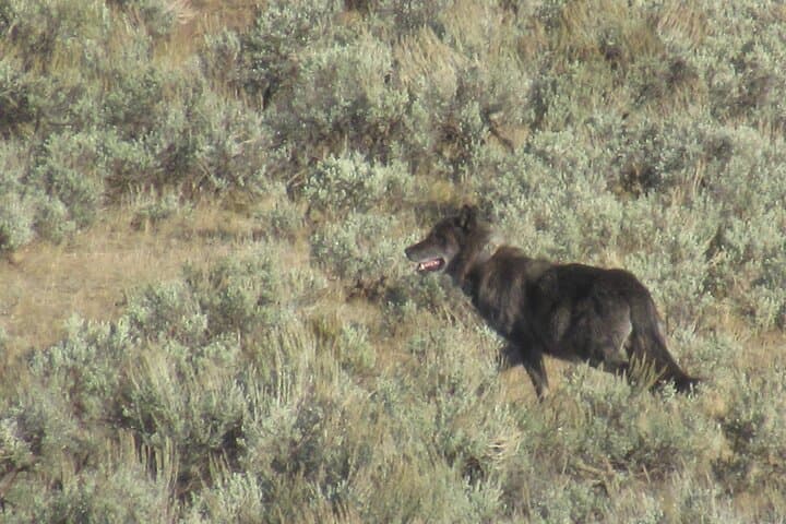 Inside Yellowstone’s Lamar Valley: A Guided Safari Hiking Adventure photo 5