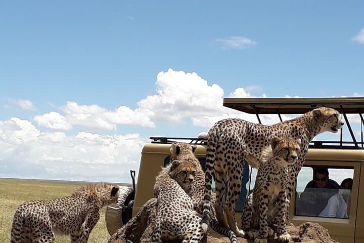 6-Day Camping Safari: Tarangire, Serengeti, Ngorongoro & Lake Manyara photo 2