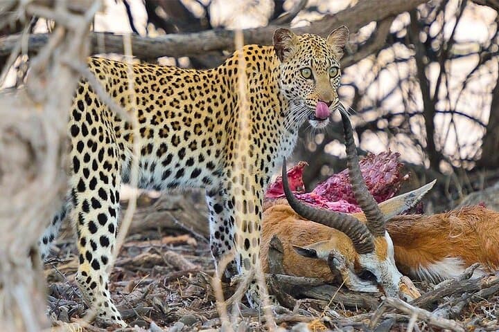 6-Day Camping Safari: Tarangire, Serengeti, Ngorongoro & Lake Manyara photo 6