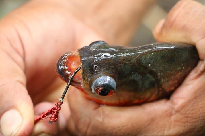 Amazon Piranha Fishing: Real Jungle Adventure from Iquitos photo 3