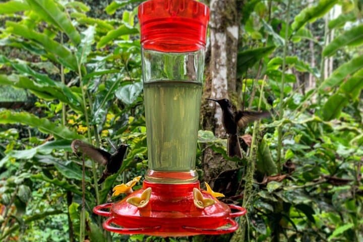 Full-Day Mindo Cloud Forest Tour: Birding, Waterfalls & Hummingbirds from Quito photo 6