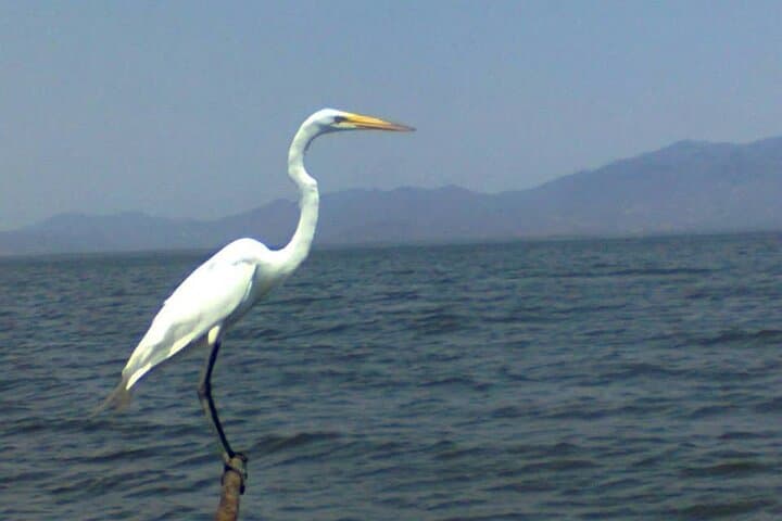 Coyuca Lagoon Cruise — Acapulco Shore Excursion & Boat Tour photo 4