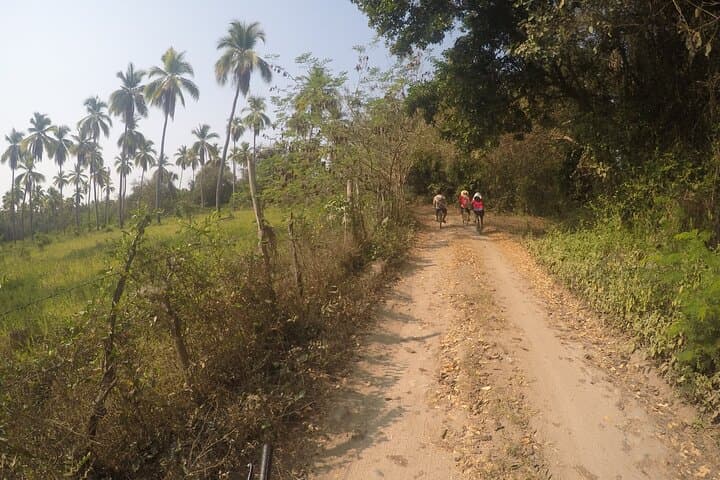 Ixtapa Eco Bicycle Tour: Rainforest Paths, Mangroves & Lagoon Wildlife photo 6