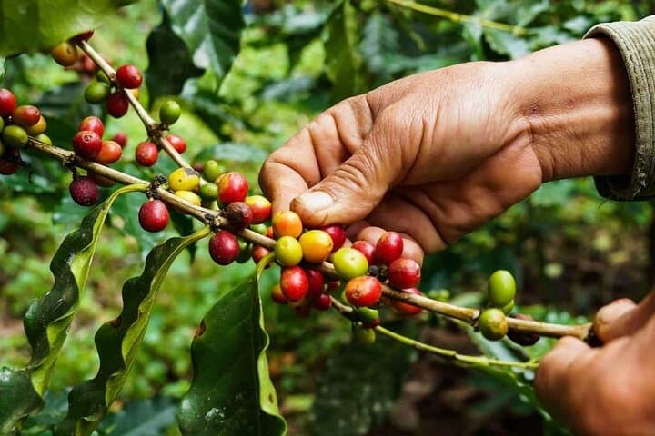 Maasai Village, Materuni Waterfalls & Kilimanjaro Coffee Tour — One-Day Cultural Trek photo 4