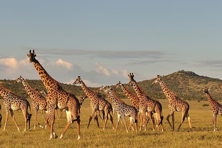 Epic 6-Day Northern Tanzania Safari: Serengeti, Ngorongoro, Tarangire & Lake Manyara photo 5