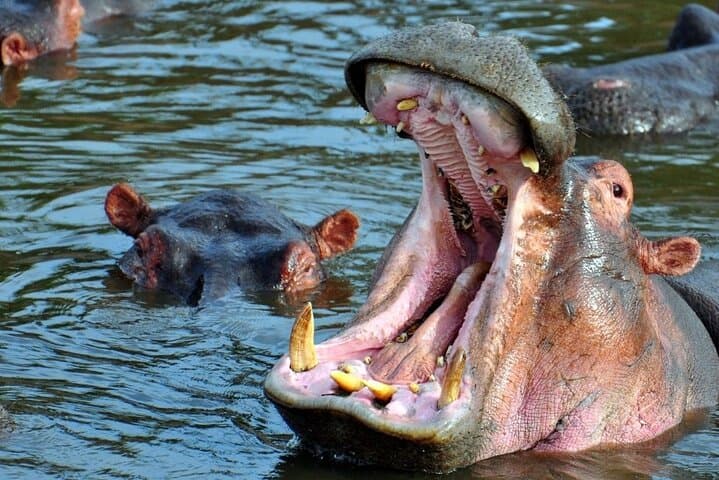 7-Day Northern Tanzania Safari: Tarangire, Serengeti, Ngorongoro & Materuni Waterfalls photo 3