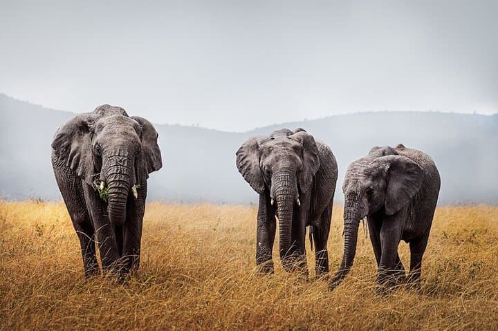 4-Day Taste of Wildlife: Serengeti, Ngorongoro & Lake Manyara Safari photo 6