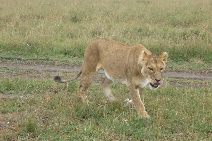 8-Day Mid-Range Safari: Maasai Mara, Serengeti, Ngorongoro & Tarangire photo 2