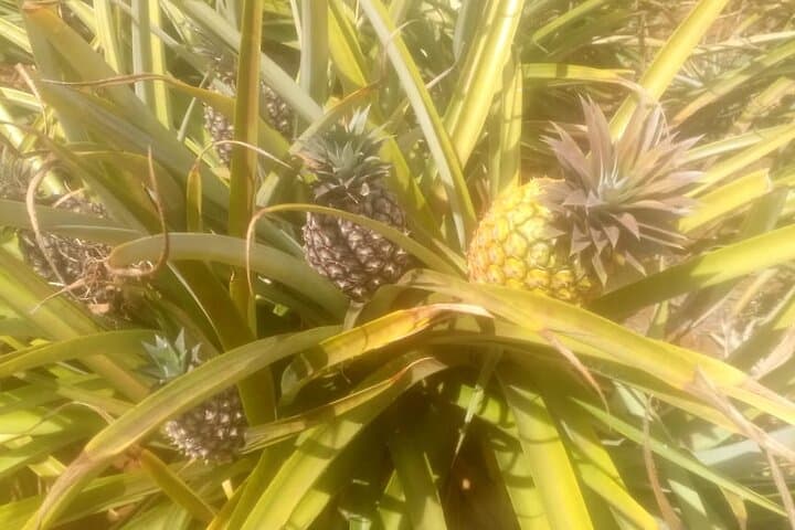 Coffee and Pineapple Farm Day Trip from Nairobi — Kiambethu & Del Monte photo 2