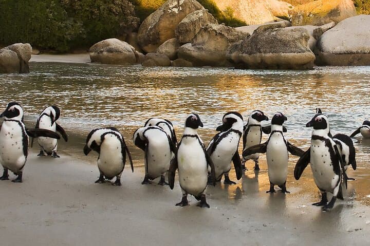 Boulders Beach Penguin Encounter: Half‑Day Cape Town Tour via Chapman's Peak photo 5