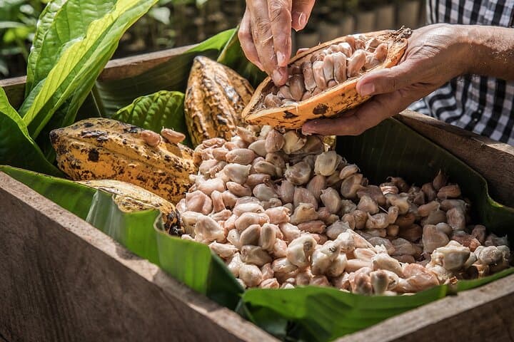 Tulum Chocolate and Honey Sanctuary: Cenote Swim & Mayan Bee Workshop photo 3