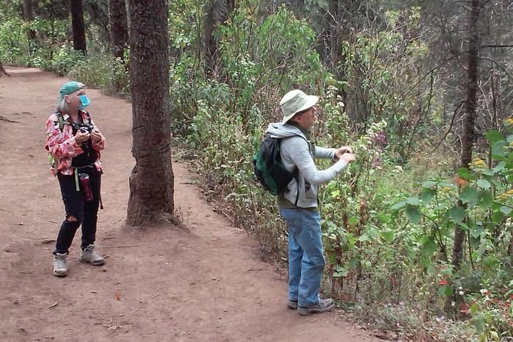Monarch Butterfly Experience at the Monarch Butterfly Biosphere Reserve — Day Trip from Morelia photo 4