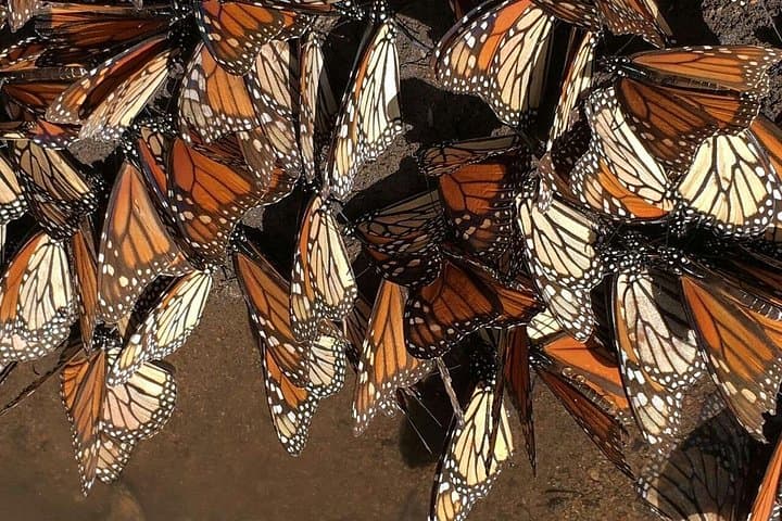 Monarch Butterfly Experience at the Monarch Butterfly Biosphere Reserve — Day Trip from Morelia