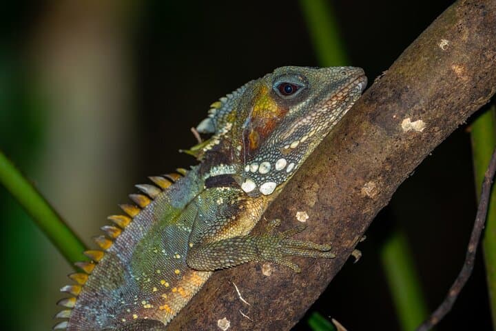 Family Night Walk in Daintree Rainforest — Cape Tribulation Night Wildlife Tour photo 1