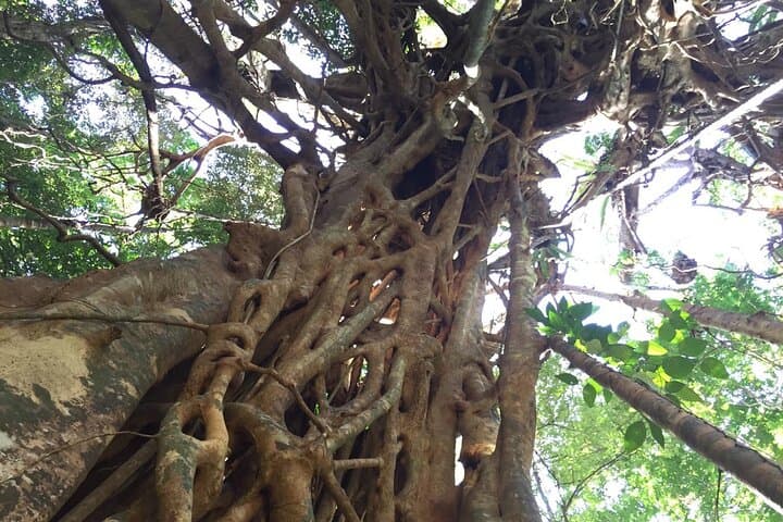Daintree Jungle Trek from Cape Tribulation: Small-Group Old-Growth Rainforest Walk photo 3