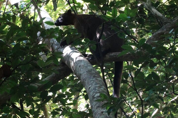 Daintree Jungle Trek from Cape Tribulation: Small-Group Old-Growth Rainforest Walk photo 2