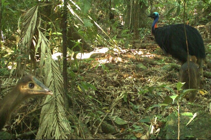 Daintree Jungle Trek from Cape Tribulation: Small-Group Old-Growth Rainforest Walk