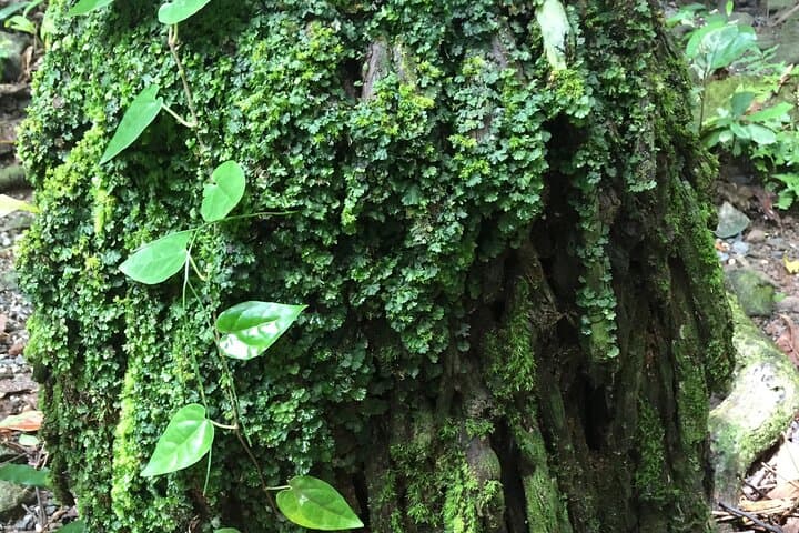 Daintree Jungle Trek from Cape Tribulation: Small-Group Old-Growth Rainforest Walk photo 6