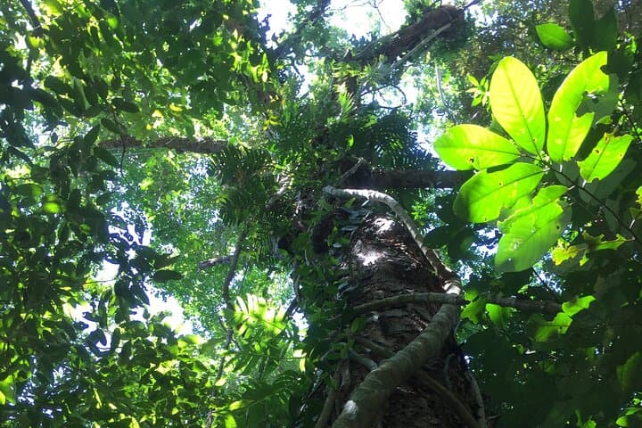 Daintree Jungle Trek from Cape Tribulation: Small-Group Old-Growth Rainforest Walk photo 4