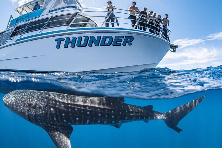 Swim with Whale Sharks at Coral Bay — Ningaloo Reef Safari photo 2