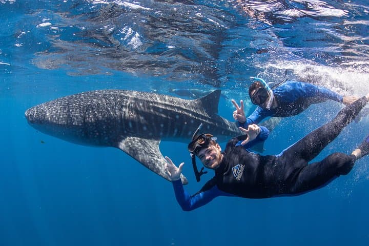 Swim with Whale Sharks at Coral Bay — Ningaloo Reef Safari photo 1