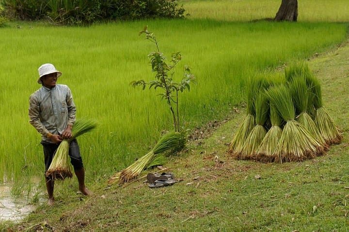 Village Life Tour from Siem Reap: Authentic Cambodian Rural Experience photo 4