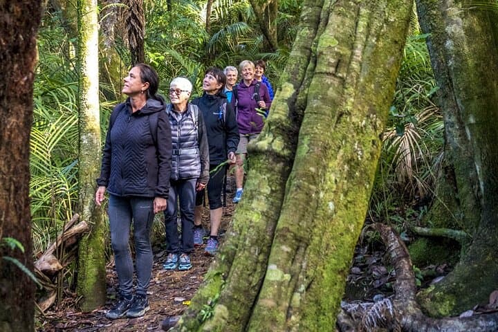 Waiheke Island Private Forest Bathing Walk – Mindful Nature Therapy Near Auckland