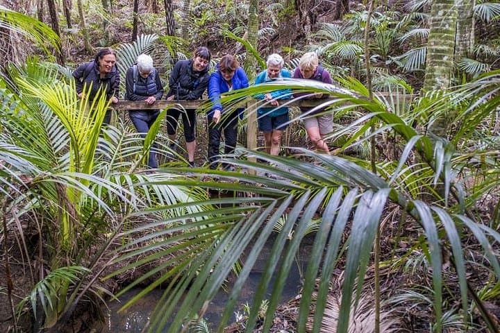 Waiheke Island Private Forest Bathing Walk – Mindful Nature Therapy Near Auckland photo 2