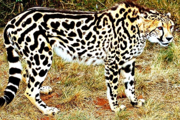 De Wildt Cheetah Tour: Guided Cheetah Run & Wildlife Encounter near Pretoria