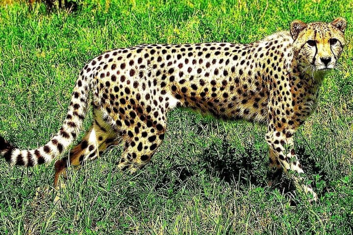 De Wildt Cheetah Tour: Guided Cheetah Run & Wildlife Encounter near Pretoria photo 2