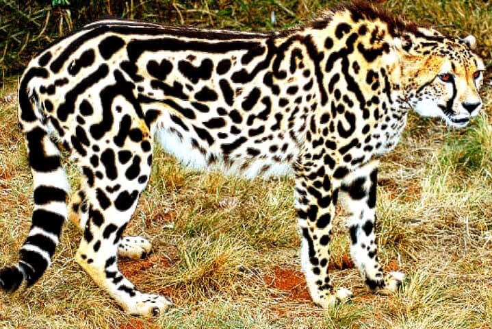 Ann van Dyk Cheetah Centre: Morning Cheetah Run and Guided Wildlife Tour