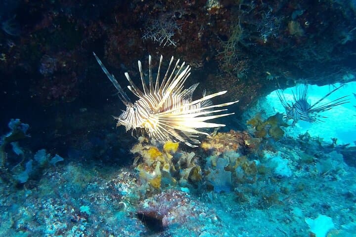 Discover Scuba Diving by Boat in Akamas, Cyprus - Beginner 6m Dives photo 6
