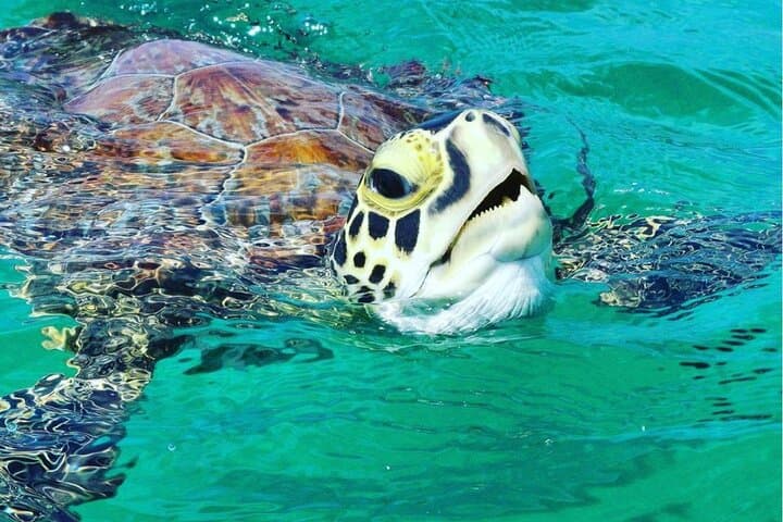 Vieques Snorkel Tour from Fajardo — 4-Hour Boat Trip to Pristine Reefs photo 4