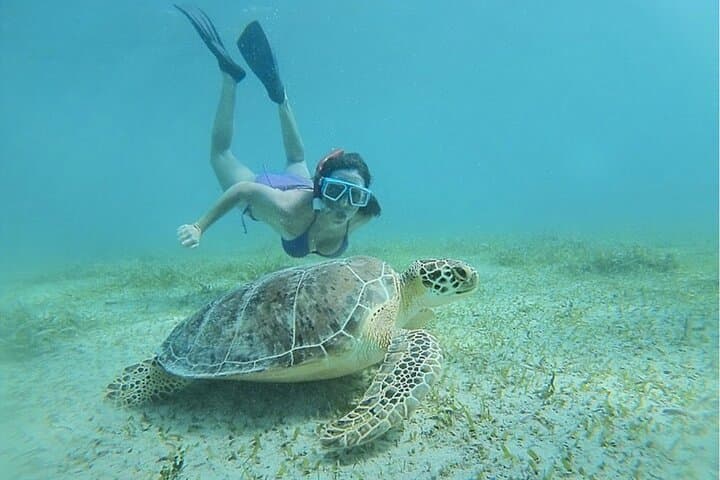 Vieques Snorkel Tour from Fajardo — 4-Hour Boat Trip to Pristine Reefs