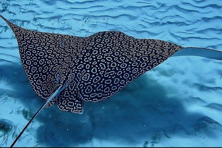 Culebra Flamenco Beach Full-Day Snorkel Tour with Lunch from Fajardo photo 4
