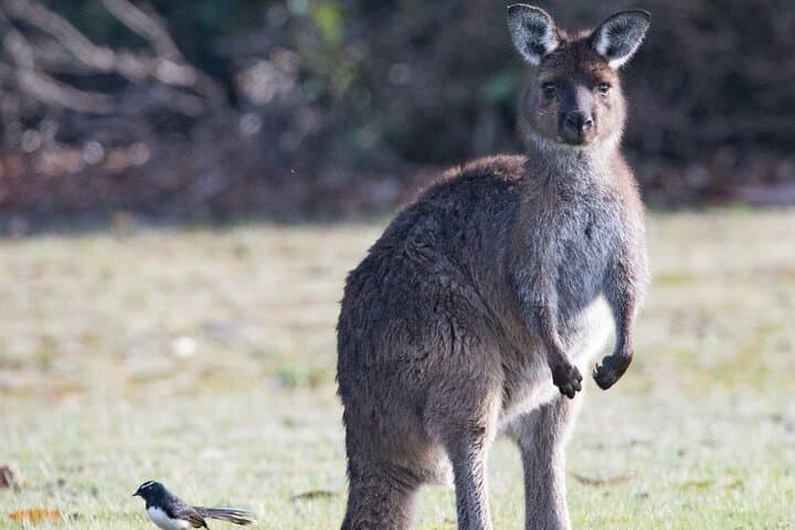 Island Life: Kangaroo Island Small-Group Wildlife & Seal Bay Full-Day Tour photo 3