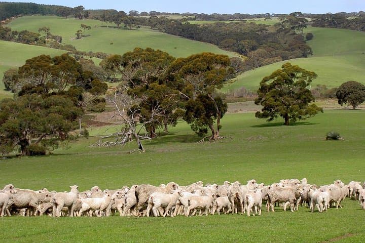 Island Life: Kangaroo Island Small-Group Wildlife & Seal Bay Full-Day Tour photo 4