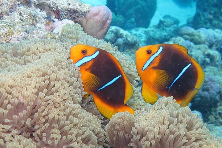 Bora Bora Romantic Beginner Scuba Dive with Video and Pearl Keepsake photo 4