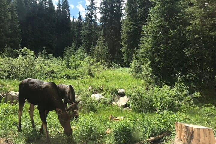 Private Denver Airport Transfer to Vail & Beaver Creek — Comfortable 2–3 Hour Mountain Shuttle photo 4