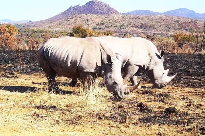 Pilanesberg National Park Day Safari — Closed-Vehicle Big Five Game Drive from Johannesburg